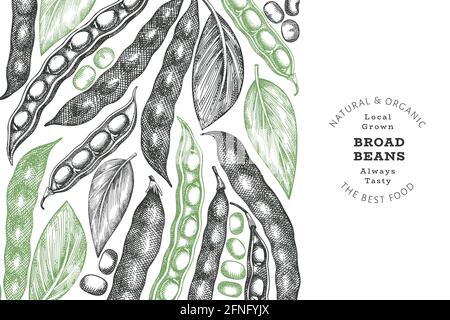 Hand drawn broad beans design template. Organic fresh food vector illustration. Retro pods illustration. Engraved botanical style cereal background. Stock Vector