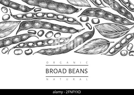 Hand drawn broad beans design template. Organic fresh food vector illustration. Retro pods illustration. Engraved botanical style cereal background. Stock Vector