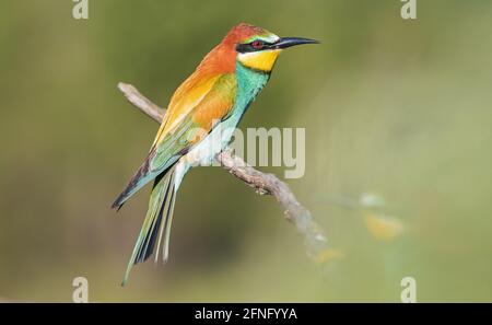 bird of paradise in beautiful greenery on a spring morning Stock Photo