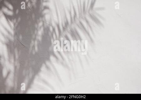 Shadows of tropic palm leaves on the white wall. Stock Photo