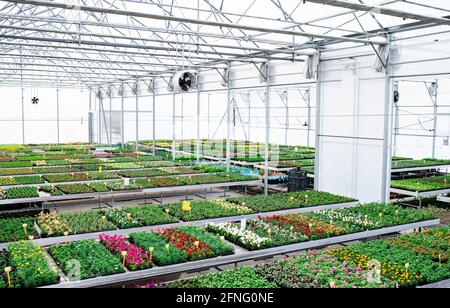 Various potted plants and flowers in greenhouse in garden center, small business. Stock Photo