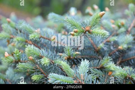 New buds on the small branches of the low mountain pine Stock Photo