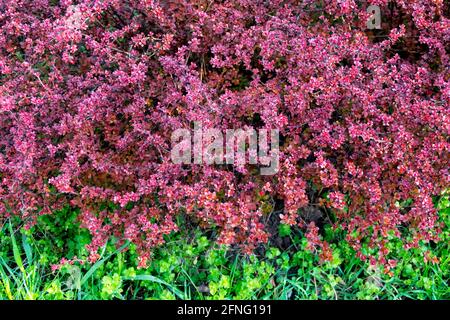 Tiny shrub Berberis thunbergii Atropurpurea-Nana Smal Japanese Barberry Stock Photo