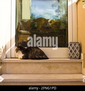 A tabby cat on the staircase of a house in front of a glass door (Marche, Italy, Europe) Stock Photo