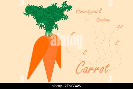 Carrots, a healthy orange vegetable Stock Vector