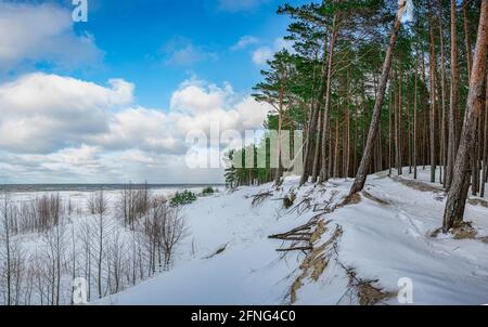 View of pine trees forest near covered in snow sea coast during sunny winter day with blue sky with clouds. Stock Photo