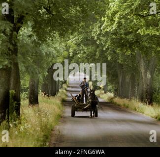 Poland / PL / East Prussia / 8/1995 Horse-drawn carriage on an old Prussian avenue in East Prussia, near Sensburg / Mragowo // Farmer / Landscape / Trees / Nature / Traffic / Road / Agrarian [automated translation] Stock Photo