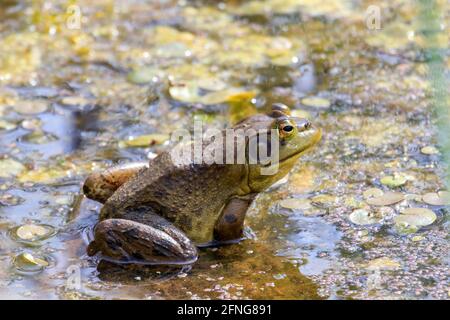 Lithobates catesbeianus - a series of photos showing the impressive amphibian basking  Stock Photo