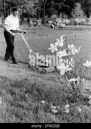 Mowing the lawn in the city park, 60s [automated translation] Stock Photo