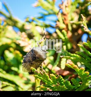 Closeup shot of brown berry bug on green leaf under sunlight Stock Photo