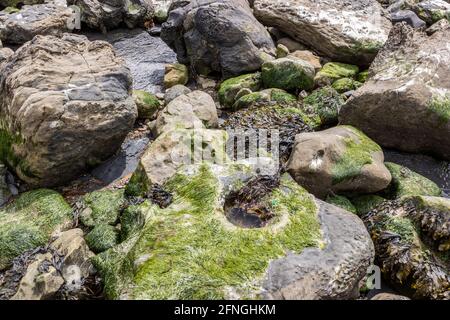 Spiral wrack, Fucus spiralis, Gutweed, Ulva intestinalis, Chapman's Pool,  Isle of Purbeck, Jurassic Coast, Dorset, UK Stock Photo