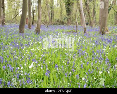 Atlantic bluebell ,Hyacinthoides non-scripta, North Rhine Westphalia , Germany Stock Photo