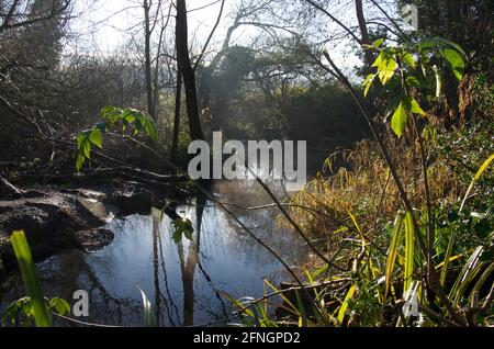 Wet woodland of the River Chess on the Chess Valley Walk, Chesham Moor, Waterside, Chesham, Buckinghhamshire, UK Stock Photo