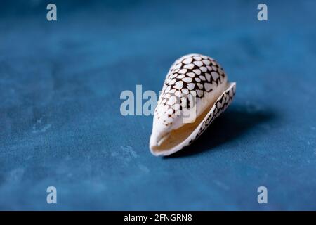 Black Cone on a blue background. Conus Marmoreus. Shell With White Triangle. Stock Photo