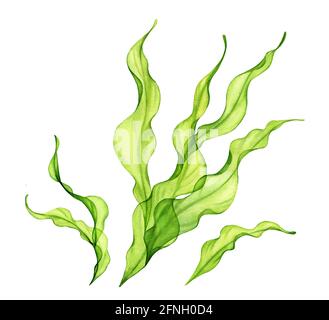 Watercolor seaweed bush. Transparent green sea plant isolated on white. Realistic botanical illustrations collection. Hand painted underwater grass Stock Photo