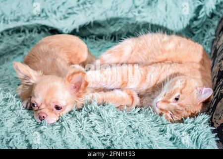 Chihuahua red puppy and cat lie on the sofa on a green blanket in the room. The cat paws repels the dog Stock Photo