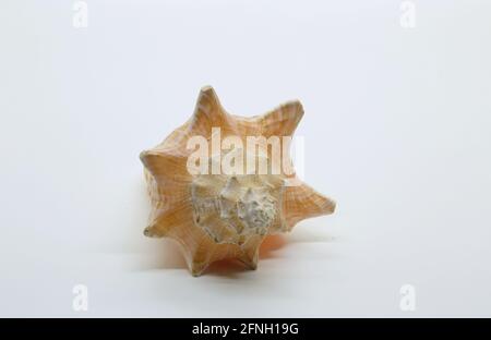 One big light brown seashell isolated and with white background Stock Photo