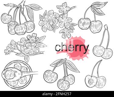 A set of sketches of cherries. Vector. Berries on a branch, bunch, half, jam. Blooming sakura branch. Simple sketch, hand drawing. Isolated objects on Stock Vector