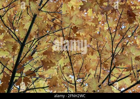 Dense autumn maple canopy with golden fall leaves and tree branches Stock Photo