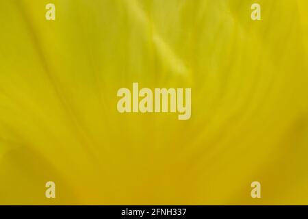Abstract yellow floral background with soft texture Stock Photo