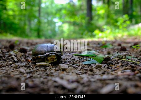 Eastern mud turtle (Kinosternon subrubrum) from a low angle with sunlit and out of focus forest in background Stock Photo