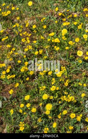 Meadow buttercups growing in the sunshine on a meadow Stock Photo