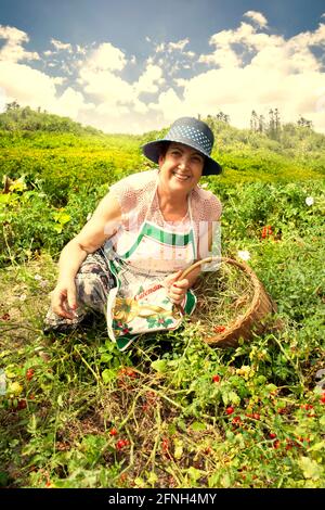 senior woman picking tomatoes at farm greenhouse Stock Photo - Alamy