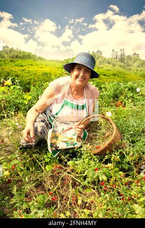 Cheerful senior woman gardening picking cherry tomatoes from the garden Stock Photo