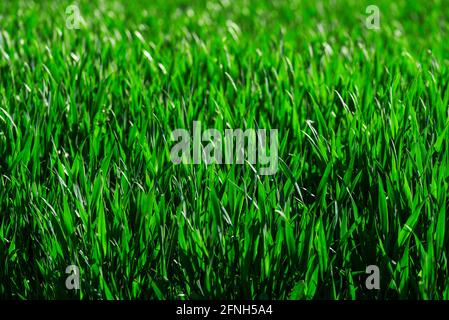 full frame close-up of lush green grass, nature background Stock Photo
