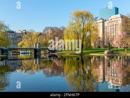 Morning photograph of the Boston Public Garden in the spring with the first blossoms and leaves of the season. Stock Photo