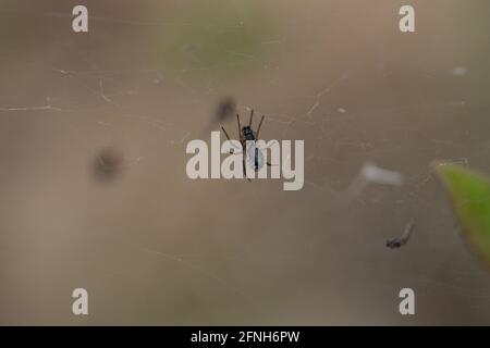 Bowl and Doily Spider on Web Stock Photo