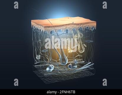 3D Illustration showing transparent human skin with layer, nerves, blood vessels, fat cells and hair Stock Photo