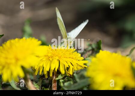 Cabbage White Butterfly on Dandelion Flowers Stock Photo