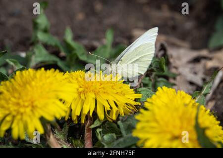 Cabbage White Butterfly on Dandelion Flowers Stock Photo