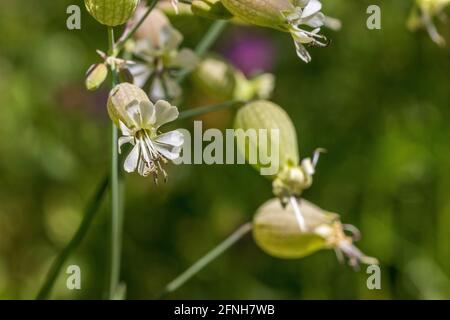 Silene vulgaris, Maiden's tears Plant in Flower Stock Photo