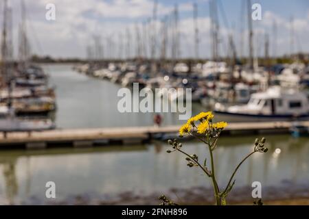 Burnham-on-Crouch Location Photography Stock Photo