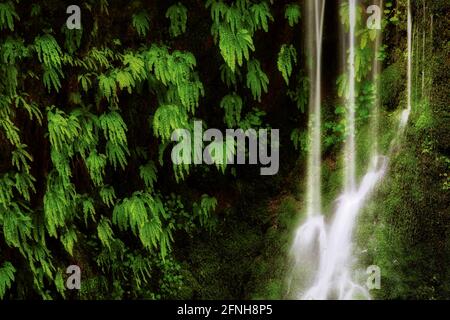 Seasonal waterfall into Tanner Creek with ferns. Columbia River Gorge National Scenic Area, Oregon Stock Photo