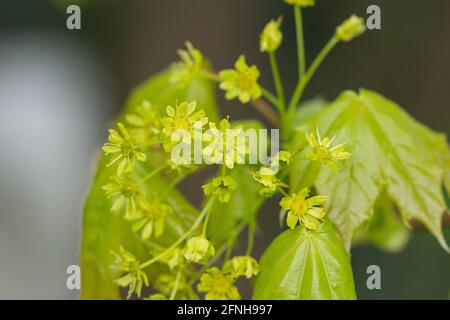 Norway Maple Flowers in Springtime Stock Photo