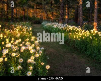 Daisy flowers on path at Shore Acres State Park, Oregon Stock Photo