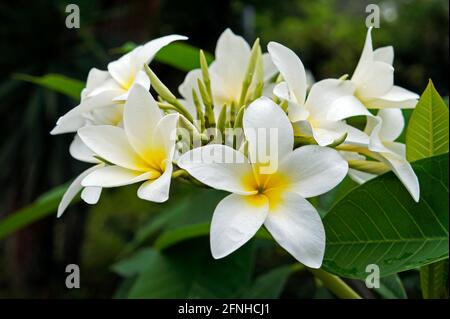 White and yellow frangipani flowers (Plumeria obtusa) Stock Photo