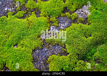 Moss on stone texture background Stock Photo