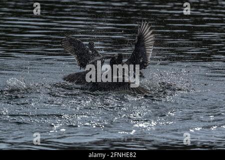 Coots (UK)  fighting over territory in Baildon, Yorkshire, England. Stock Photo