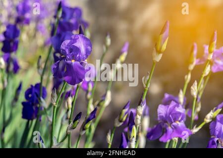 Purple iris flowers in the rays of the spring sun (Selective focus, bokeh) Stock Photo