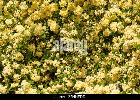 Full frame Background of yellow flowers (Selective focus) Stock Photo