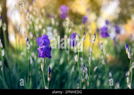 Purple irises in a spring garden (focus on flower, bokeh background) Impressionist style photo Stock Photo