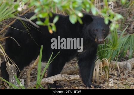 American Black Bear (Ursus americanus)