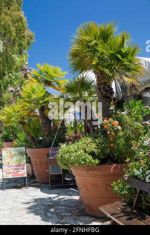 Scopello, Trapani, Sicily, Italy. Giant terracotta pots displaying palm trees and roses in sunlit courtyard of the ancient baglio. Stock Photo