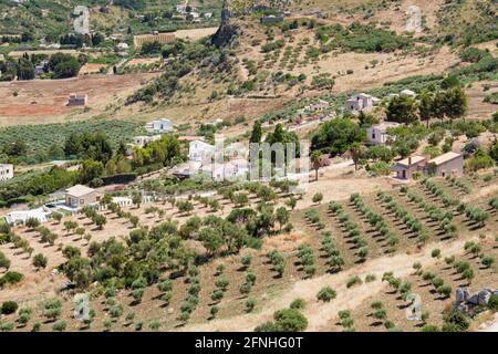 Scopello, Trapani, Sicily, Italy. View over typical agricultural landscape from the Torre Bennistra, olive grove in foreground. Stock Photo
