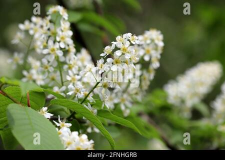 Bird cherry in spring, allergic plant. Branches with white flowers and fresh green leaves in a garden Stock Photo