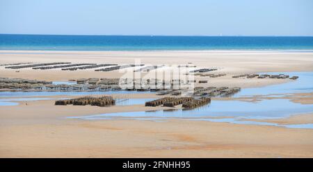 Oyster farming at Crows Pasture Beach on Cape Cod, USA Stock Photo